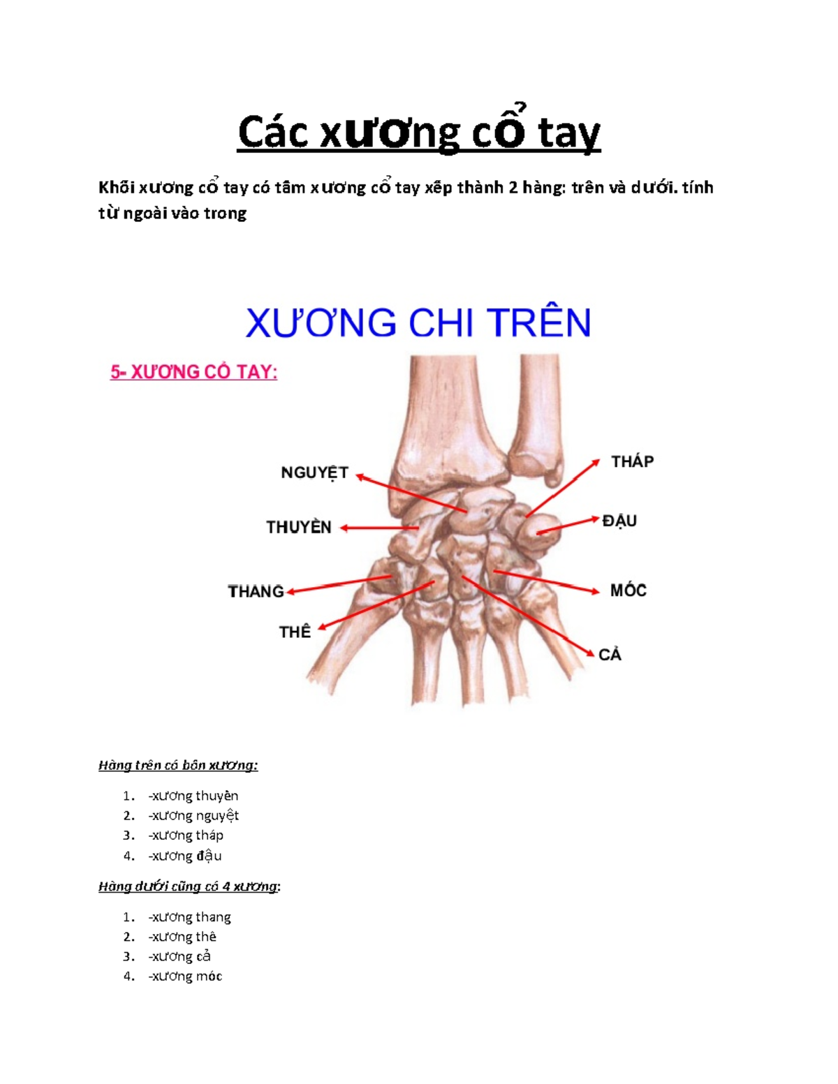 giải phẫu xương cổ tay - Image 3