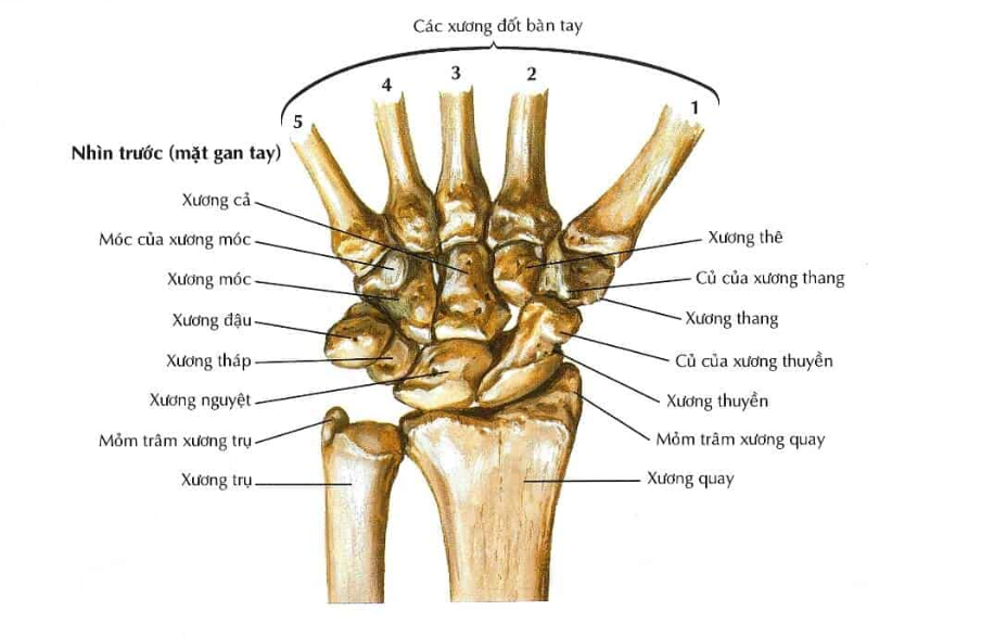 giải phẫu xương cổ tay