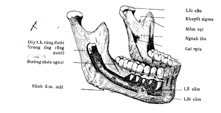 giai phau xuong ham duoi - Image 5