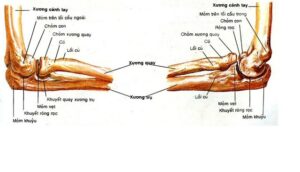 giải phẫu xương khuỷu tay
