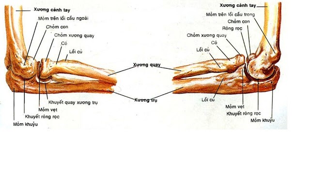 giải phẫu xương khuỷu tay