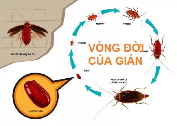 gián từ đâu ra - Image 2