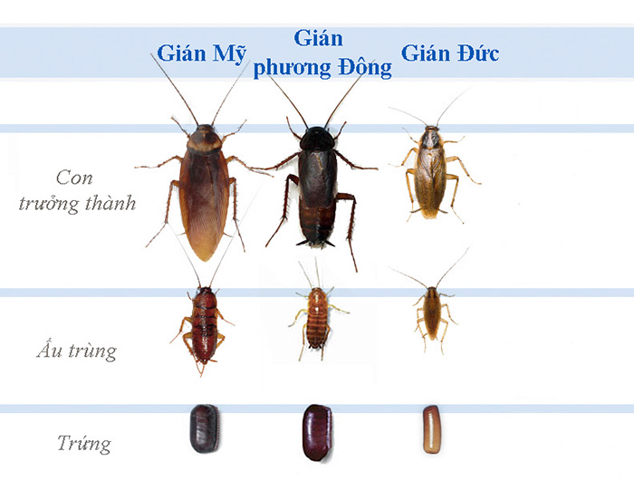 gián từ đâu ra - Image 3