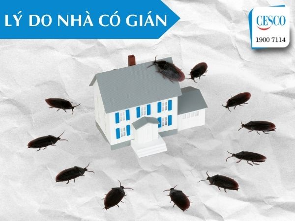 gián từ đâu ra - Image 5