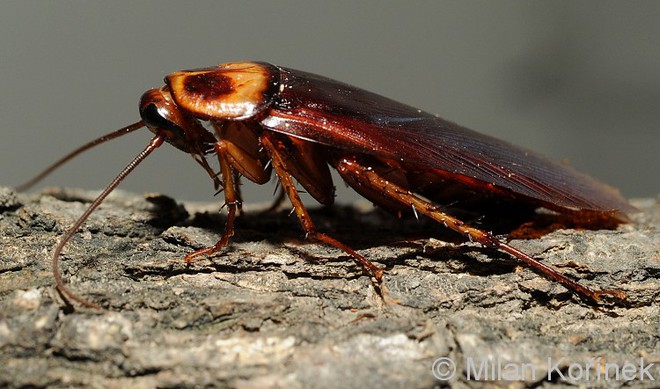 gián từ đâu ra