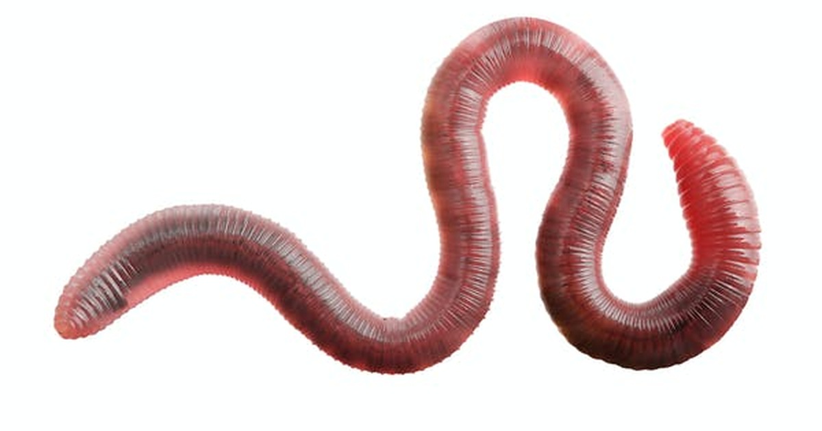 giun - Image 2
