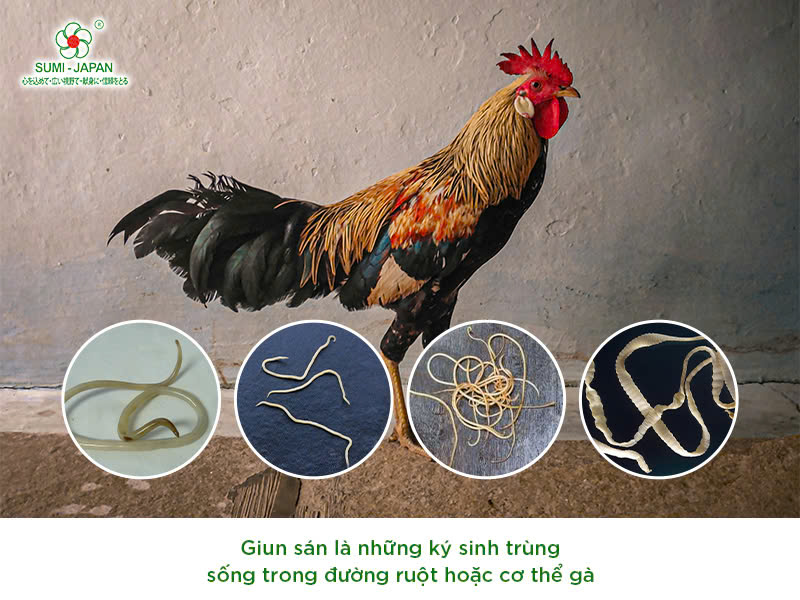 giun kim ở gà - Image 5