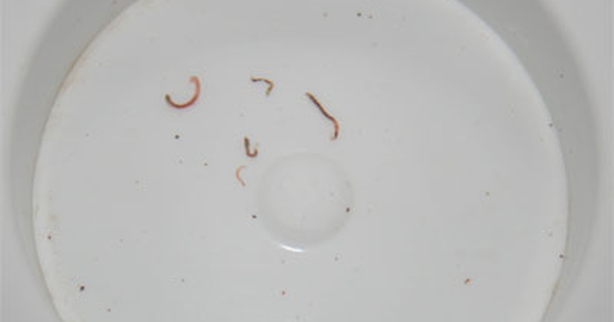 giun nước - Image 4