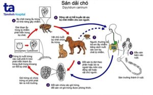 giun sán có lây từ mẹ sang con không