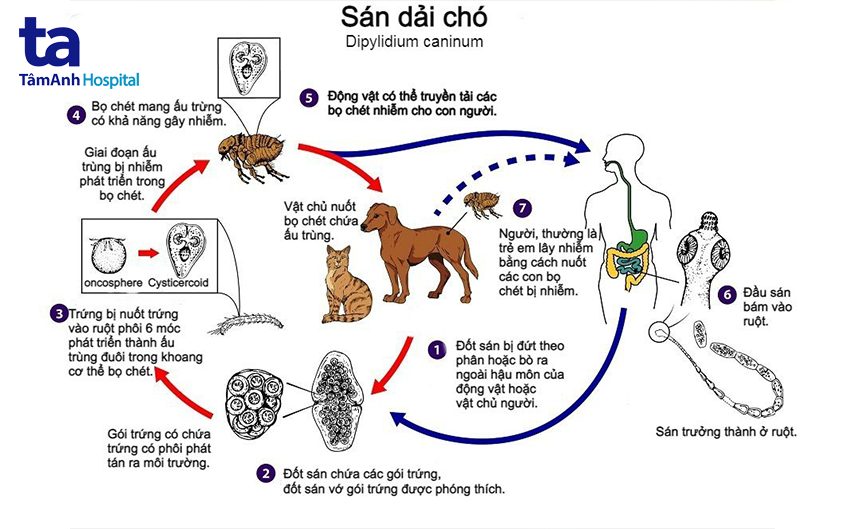 giun sán có lây từ mẹ sang con không