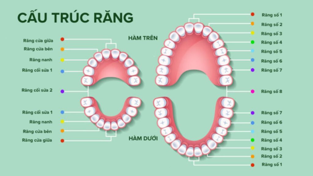 hàm dưới