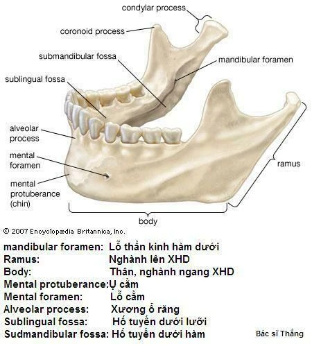 hàm dưới - Image 4