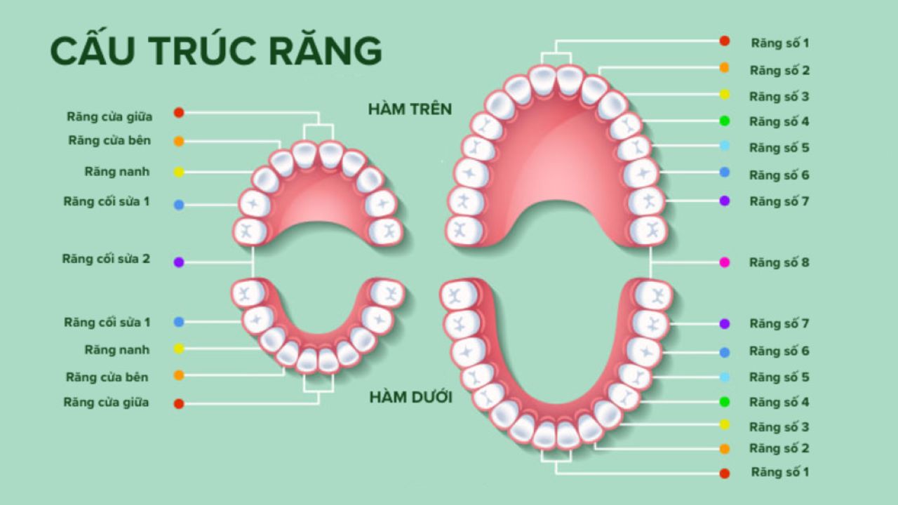 hàm dưới - Image 1