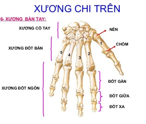 hình ảnh xương bàn tay - Image 2