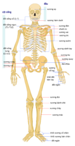 hình ảnh xương người