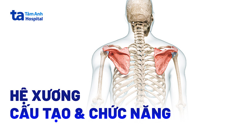 hình ảnh xương người - Image 4