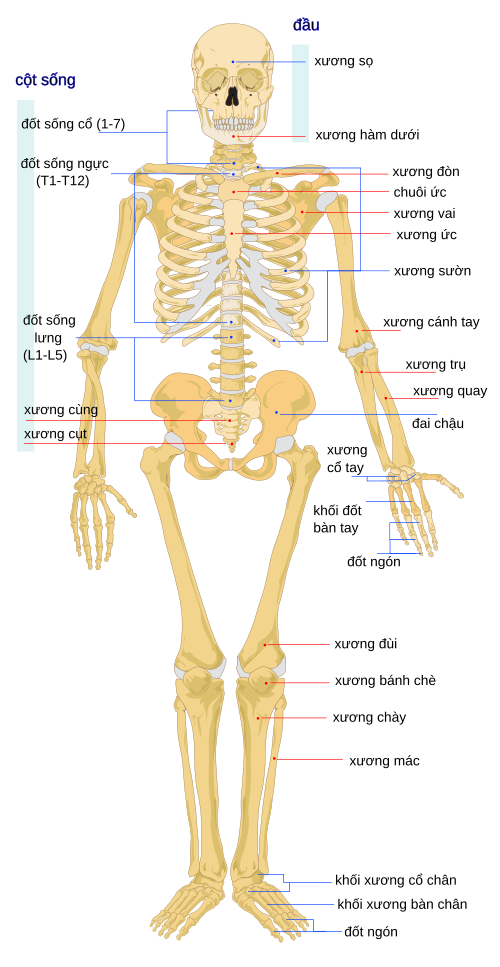 hình ảnh xương người