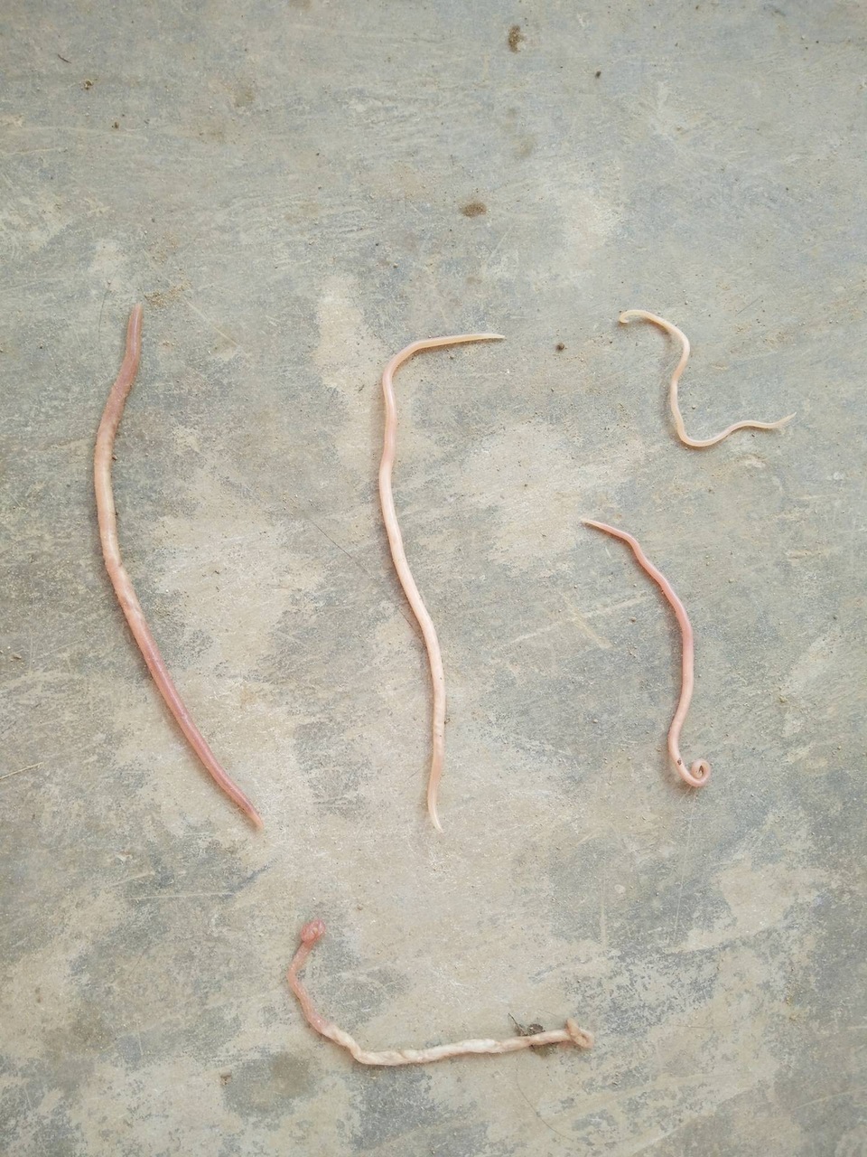 ỉa ra giun - Image 3