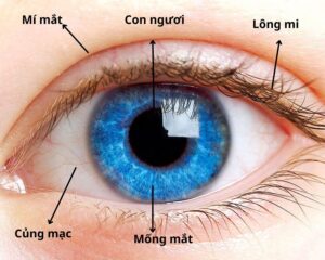 mắt