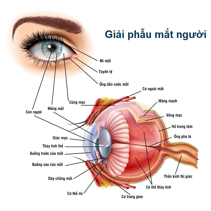 mắt - Image 3