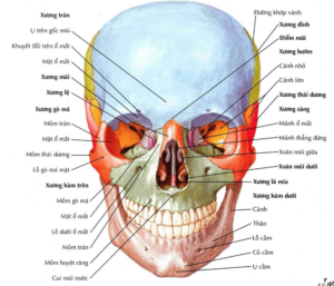 mặt xương