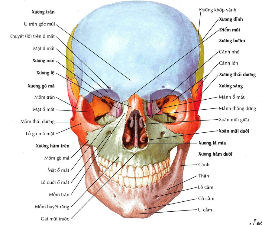 mặt xương