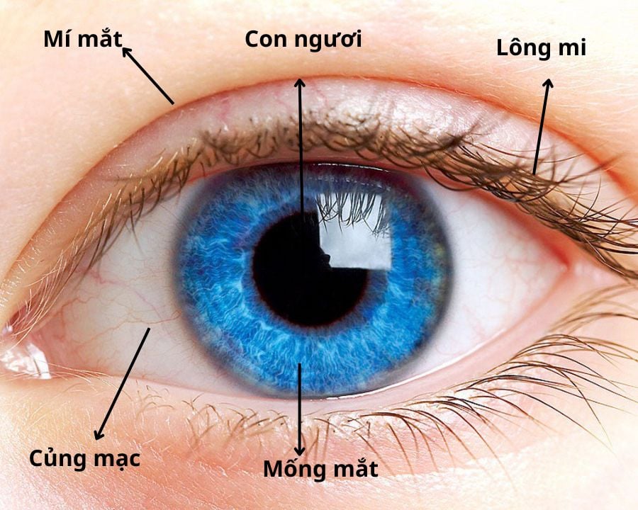 mắt