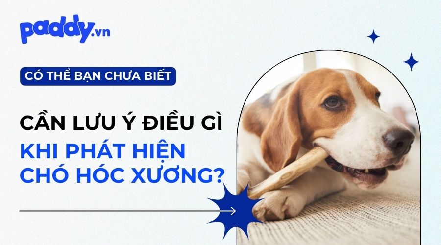 mẹo chữa chó hóc xương - Image 5