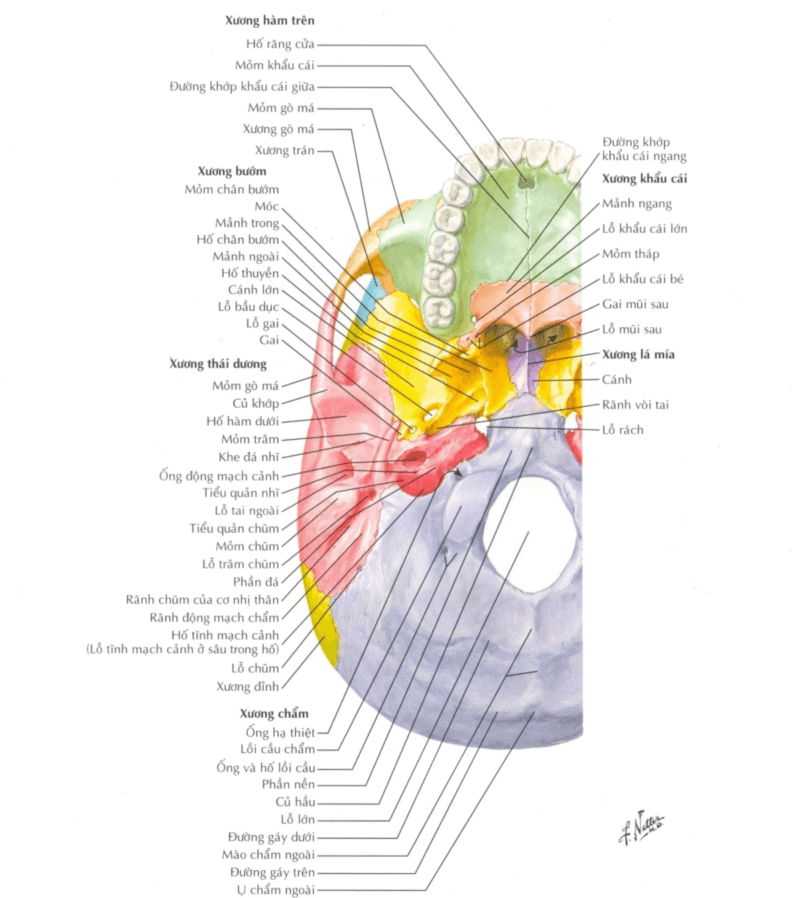 ngang xương - Image 2