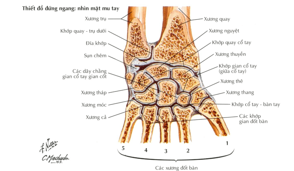 ngang xương - Image 3
