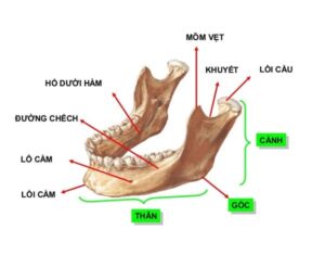 ngang xương