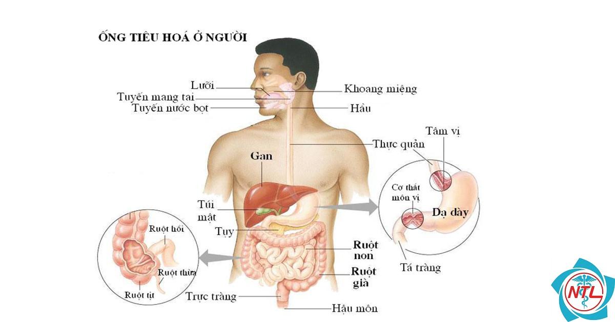 ngoại tiêu hóa là gì - Image 5