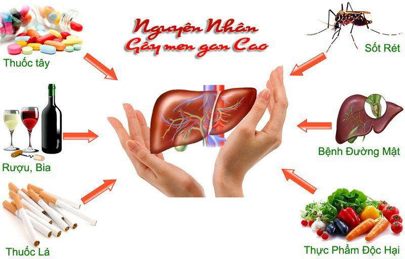 nguyên nhân gan nhiễm mỡ