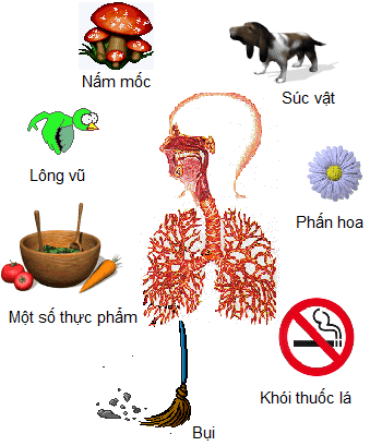 nguyên nhân hen phế quản - Image 4