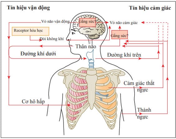 nguyên nhân khó thở - Image 2