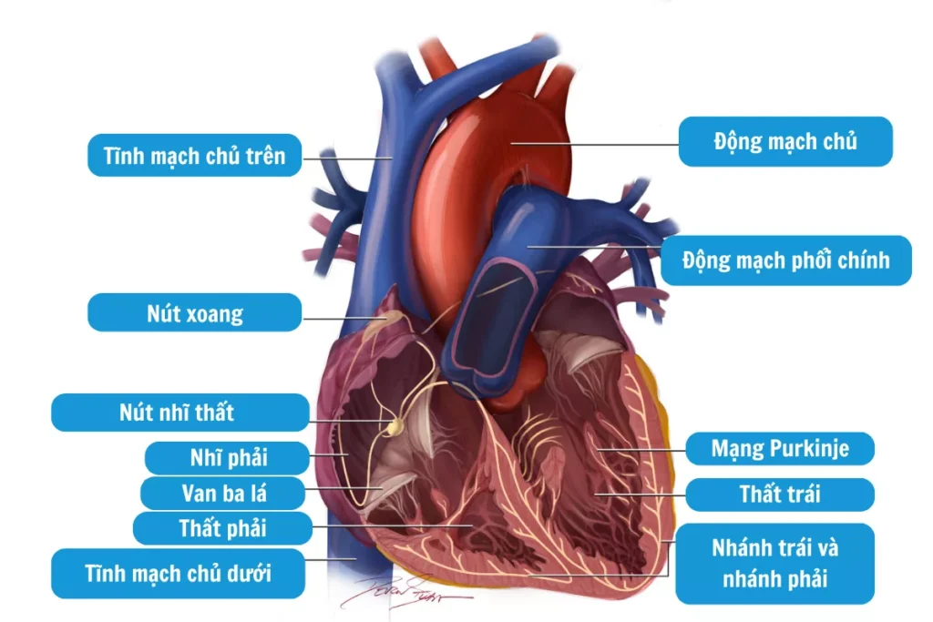 nguyên nhân rối loạn nhịp tim