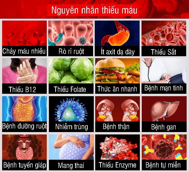 nguyên nhân thiếu máu - Image 2