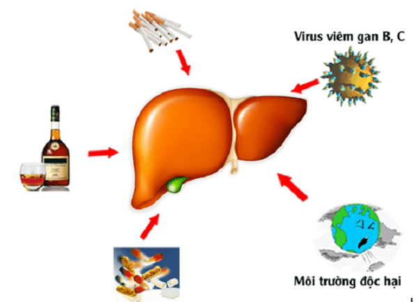 nguyên nhân viêm gan - Image 2