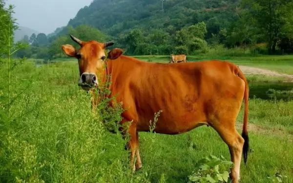 nhiễm độc urê - Image 2