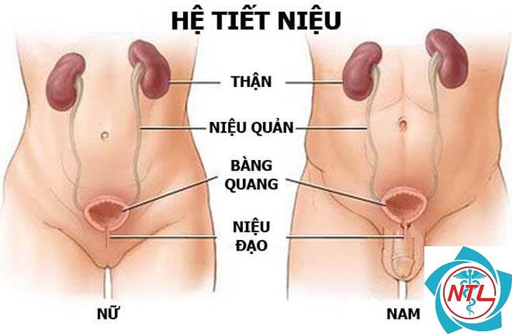 nhiễm trùng đường tiết niệu - Image 5