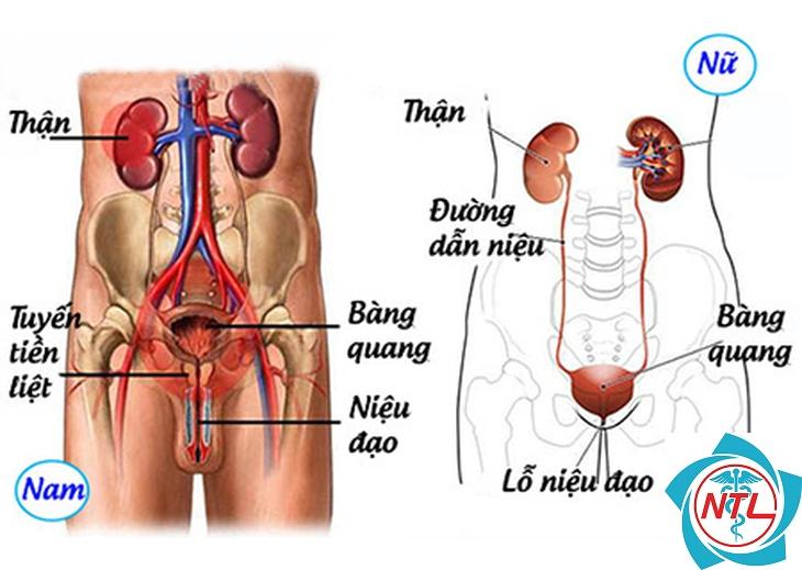 nhiễm trùng đường tiết niệu tái phát - Image 5
