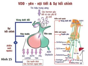 nội tổng hợp điều trị bệnh nội tiết