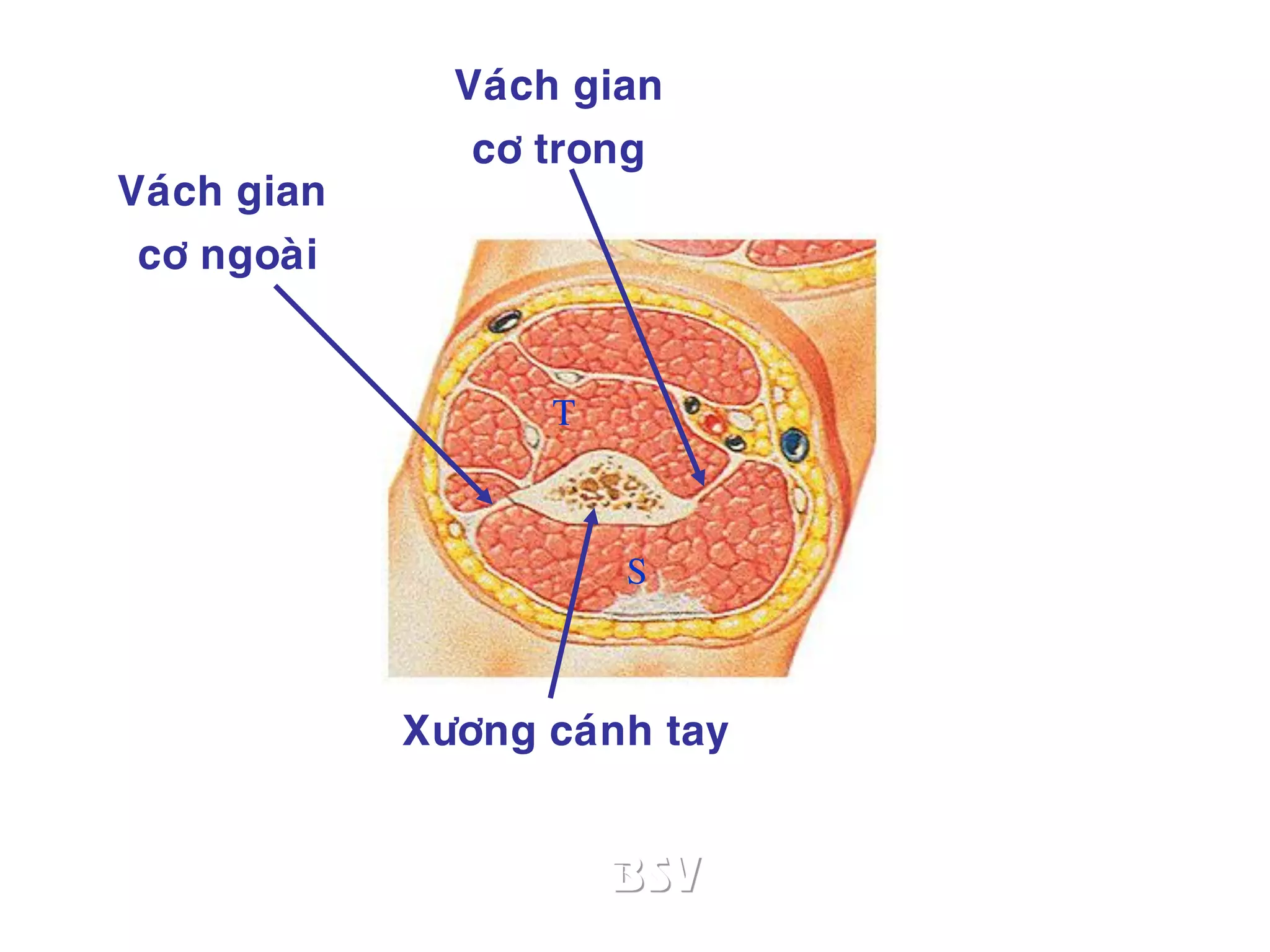 ống cánh tay - Image 2