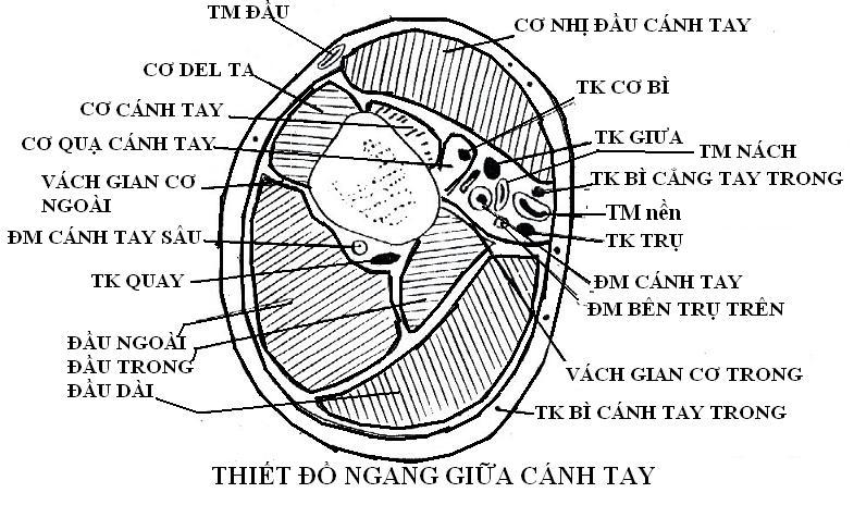 ống cánh tay - Image 4
