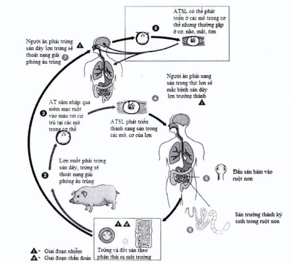 phác đồ điều trị giun sán bộ y tế - Image 3