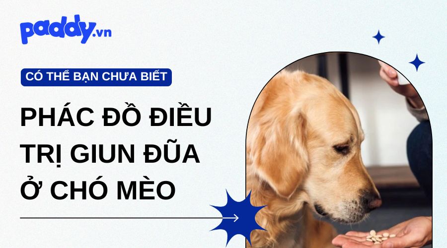 phác đồ điều trị giun sán bộ y tế - Image 4