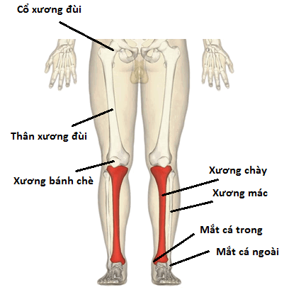 phần cẳng chân có bao nhiêu xương - Image 2