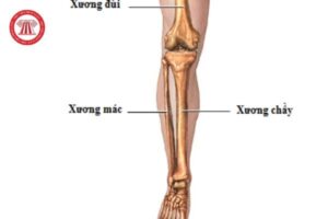 phần cẳng chân có bao nhiêu xương