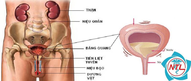 rối loạn chức năng bàng quang