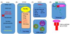 rối loạn lipid máu ở người tiểu đường
